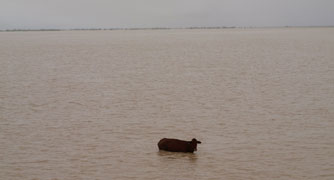 A cow in a flooded paddock in North Queensland during last year\'s floods. Photo by McKay Patrol flying minister Rev Garry Hardingham