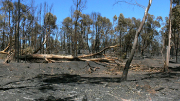 Fires have destroyed many suburbs of Western Australia. Photo by Alison Atkinson-Phillips