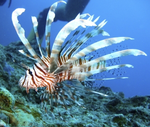 Striped Lion fish on the Great Barrier Reef, Queensland. Photo: Istock photo