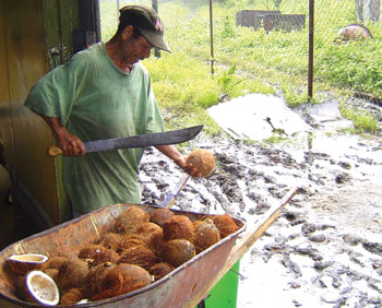Papuan Island Region enterprises in Salamo making coconut oil. Photo courtesy of Ray Scarlett