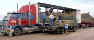 Transfer of the hay begins from the road train to local farm vehicles in Longreach. Photo by Jenny and Peter Coombes
