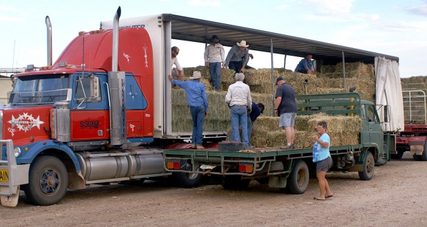Transfer of the hay begins from the road train to local farm vehicles in Longreach. Photo by Jenny and Peter Coombes