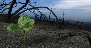 New life represented by one plant thriving in burnt land. Photo by stock images.